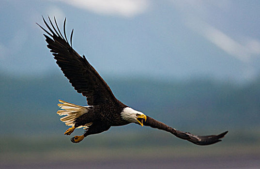白头鹰,飞行,卡特麦国家公园,阿拉斯加,美国