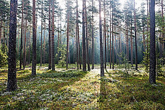 树林,西部,挪威