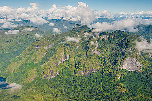大熊雨林,不列颠哥伦比亚省,加拿大