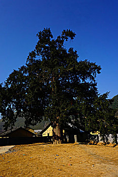 红豆杉,乔木科,蓝天,古树,树干,1100年,树,村庄,农村,大树
