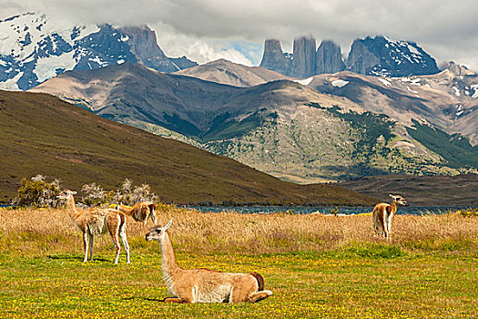 南美,智利,巴塔哥尼亚,托雷德裴恩国家公园,风景,山,原驼,戈登,画廊