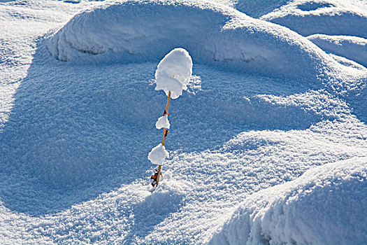 雪地里的灌木带上了雪白的帽子