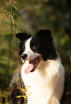 血统纯正牧羊犬