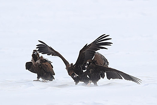 雪地中打斗的秃鹫