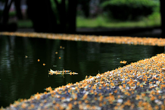 落在池塘边的桂花
