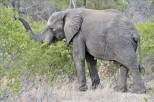 非洲,灌木,大象,非洲象,克鲁格国家公园,南非