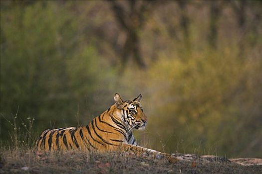 孟加拉虎,虎,老,幼小,区域,早晨,干燥,季节,班德哈维夫国家公园,印度