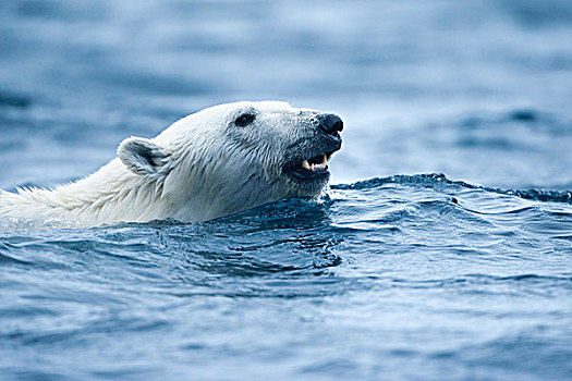 挪威,斯瓦尔巴特群岛,北极熊,游泳,靠近,岛屿