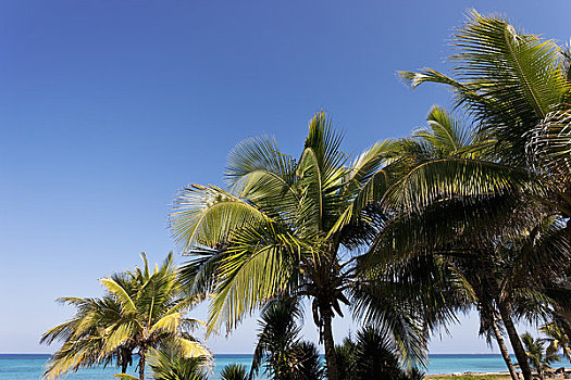 棕榈树,瓦拉德罗,古巴