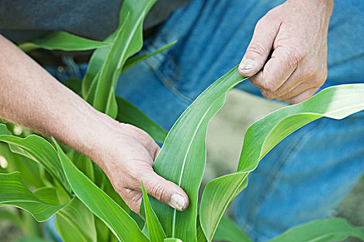 农民,接触,叶子,玉米作物,马里兰,美国
