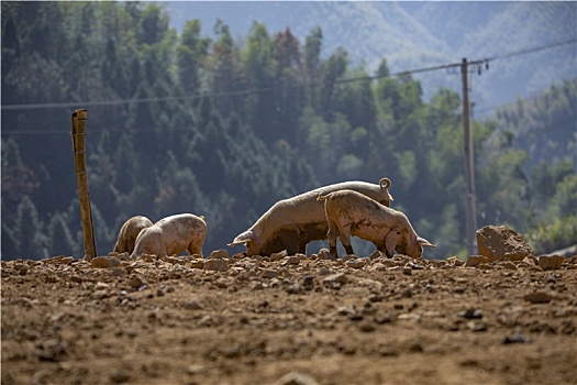高山生态散养养殖有机土猪
