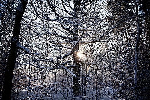 阳光,冬天,树林