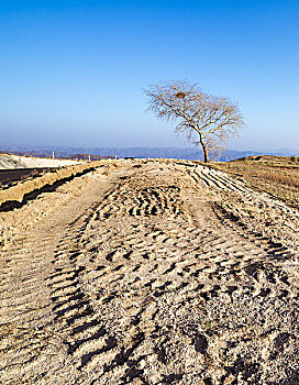 沙丘上的车辙与一棵树