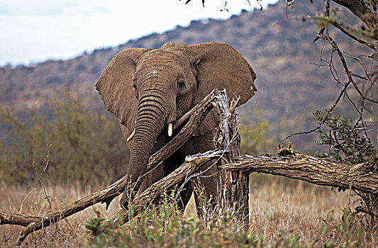 坦桑尼亚,公园,塞伦盖蒂,大象,咀嚼,木
