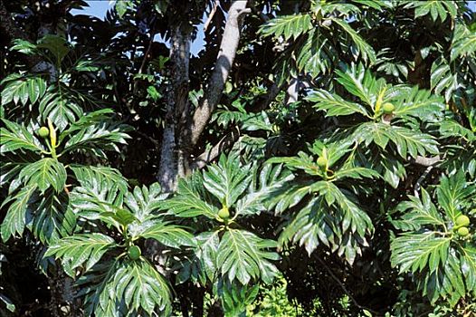 西印度群岛,瓜德罗普,松树,特写,树叶,水果