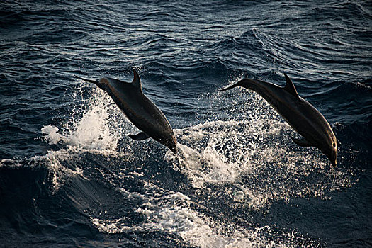宽吻海豚,特技,跳跃,瓜达卢佩,墨西哥