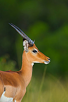 肖像特写镜头,一个年轻人,雄性黑斑羚,羚羊,黑斑羚,马赛玛拉国家保护区,肯尼亚,非洲