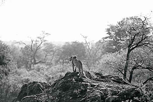 豹,非洲,克鲁格国家公园,南非