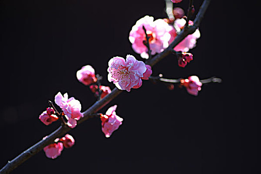 梅花,花朵,梅园,春天,报春