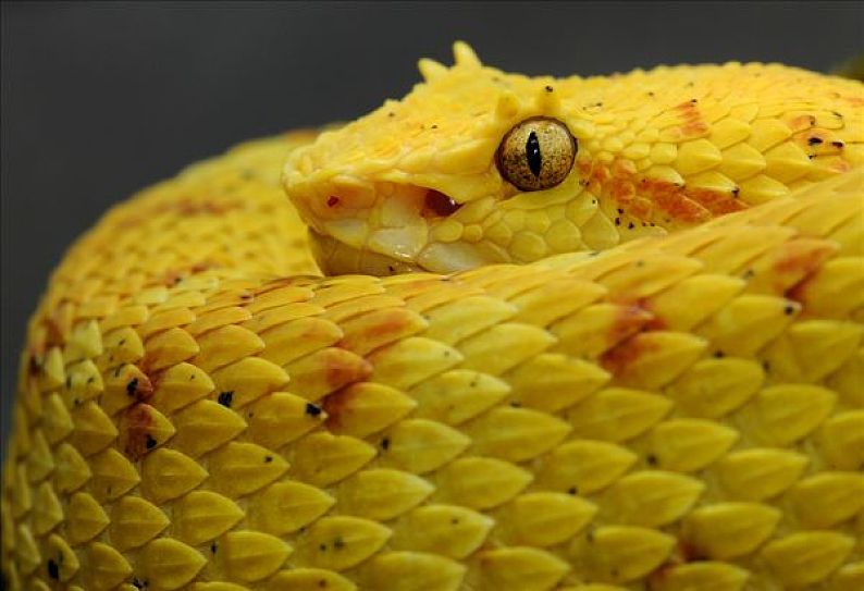 睫毛蝰蛇图片