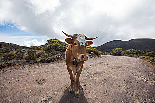 风景,母牛,土路,留尼汪岛