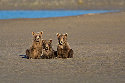 美国,阿拉斯加,沿岸,棕熊,幼兽,看,银鲑,溪流,湖,国家公园