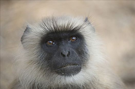 哈奴曼,叶猴,普通,长尾叶猴,伦滕波尔国家公园,拉贾斯坦邦,印度