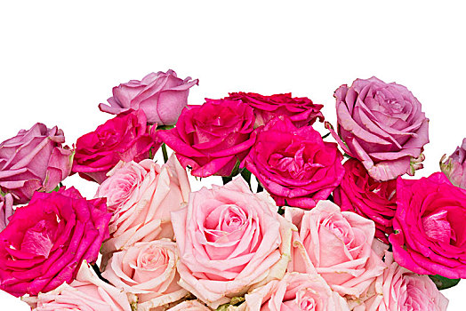 紫罗兰,盛开,玫瑰,束,粉色,清新,花,边界,隔绝,白色背景,背景