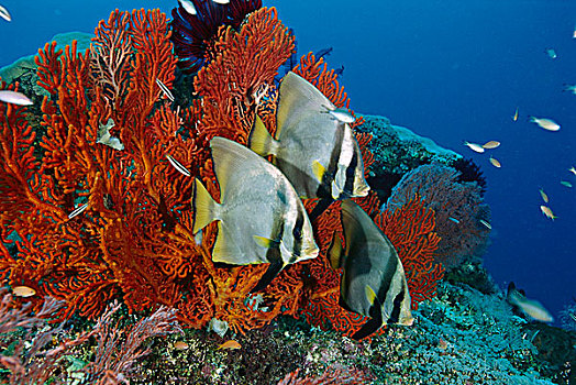 微暗,蝙蝠鱼,三个,礁石,吉利群岛,印度尼西亚