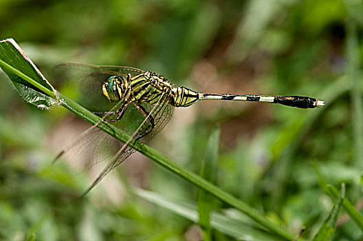 修长,蜻蜓,绿色,湿地,老鹰,雄性,收获,柬埔寨,东南亚,亚洲