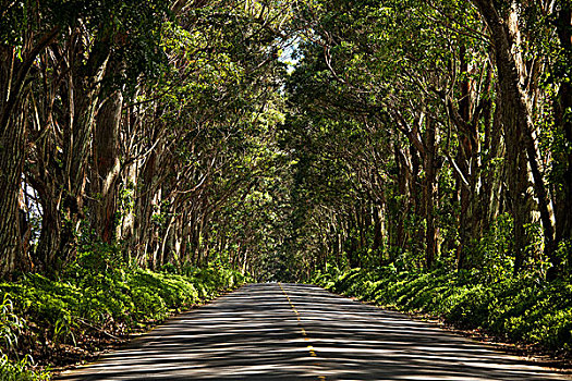 隧道,树,考艾岛,夏威夷,美国