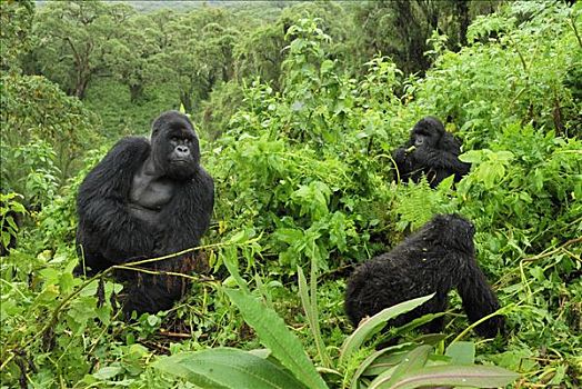 山地大猩猩,大猩猩,银背大猩猩,看,幼兽,火山国家公园,卢旺达