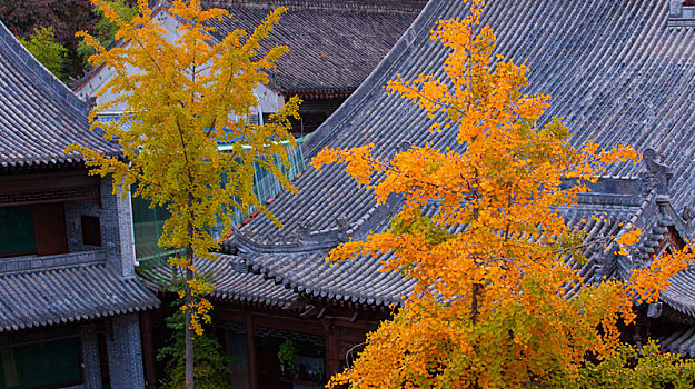 西安古观音禅寺的秋景