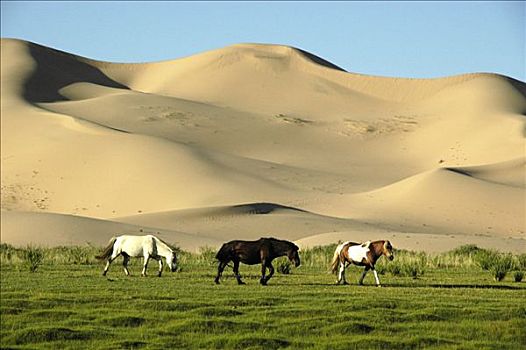 放牧,马,正面,沙丘,戈壁沙漠,国家公园,蒙古