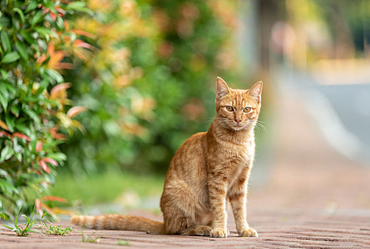 后院花园里玩耍的可爱猫眯