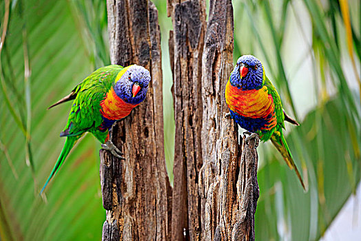 彩虹,彩虹鹦鹉,动物,情侣,腐烂,树干,可爱,溪流,南澳大利亚州,澳大利亚,大洋洲