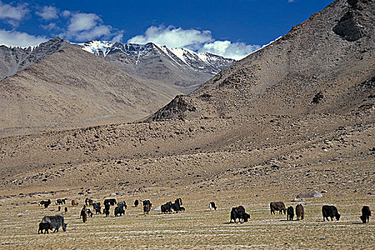 牦牛,放牧,高海拔,草场,靠近,盐湖,印度,喜马拉雅山,北印度,亚洲