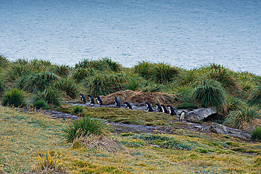 福克兰群岛,西部,岛屿,南方,跳岩企鹅,企鹅,南跳岩企鹅