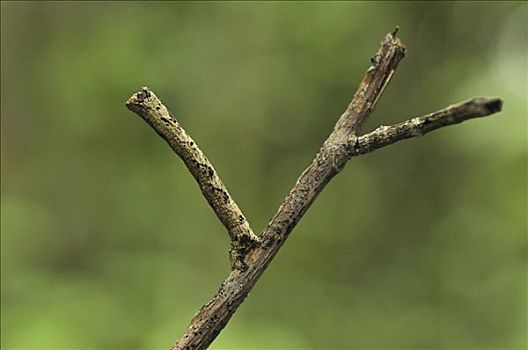 蛾子,尺蛾科,毛虫,模仿,细枝,安卡拉那特别保护区,北方,马达加斯加