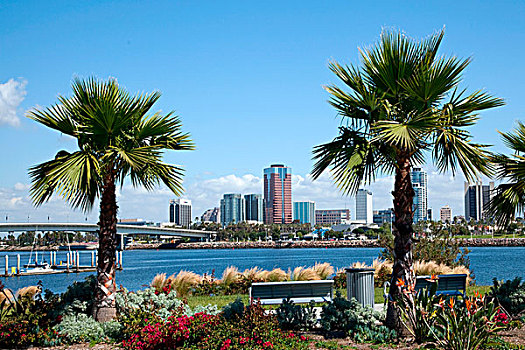 棕榈树,摩天大楼,背景,长滩,洛杉矶,河,加利福尼亚,美国