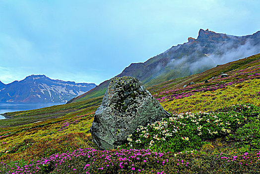 长白山天池高山花卉