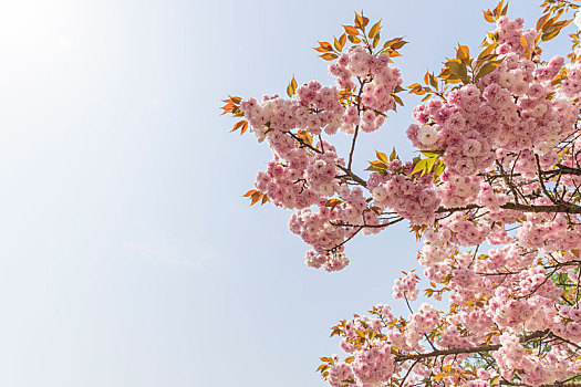 透空拍摄日本重瓣樱花