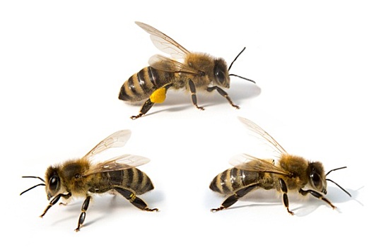 三个,蜜蜂,正面,白色背景