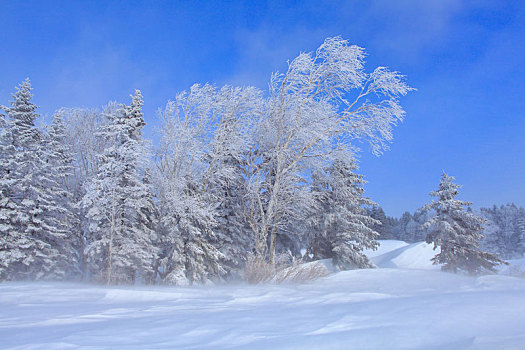 延边,国家森林公园,雪景