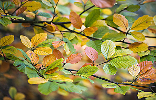 秋天,色彩,叶子,山毛榉,下萨克森,德国,欧洲