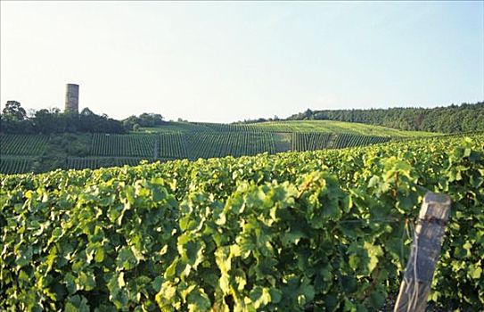 葡萄种植,靠近,莱茵高地区,德国