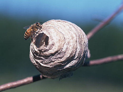 蜂巢,蜜蜂