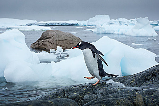 南极,岛屿,巴布亚企鹅,走,岩石,海岸线,积雪