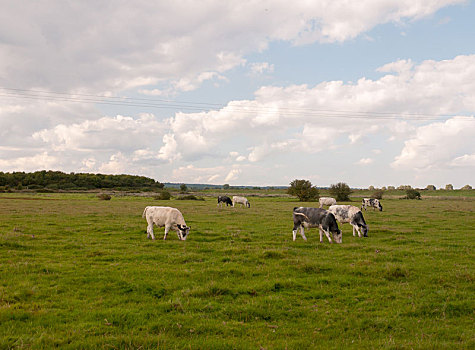 风景,场景,乳牛场,母牛,放牧,草地