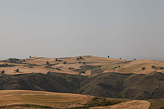 麦田